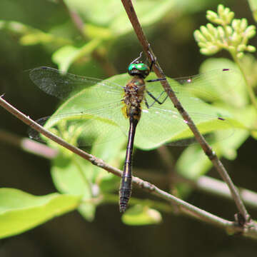 Image of Little Emeralds