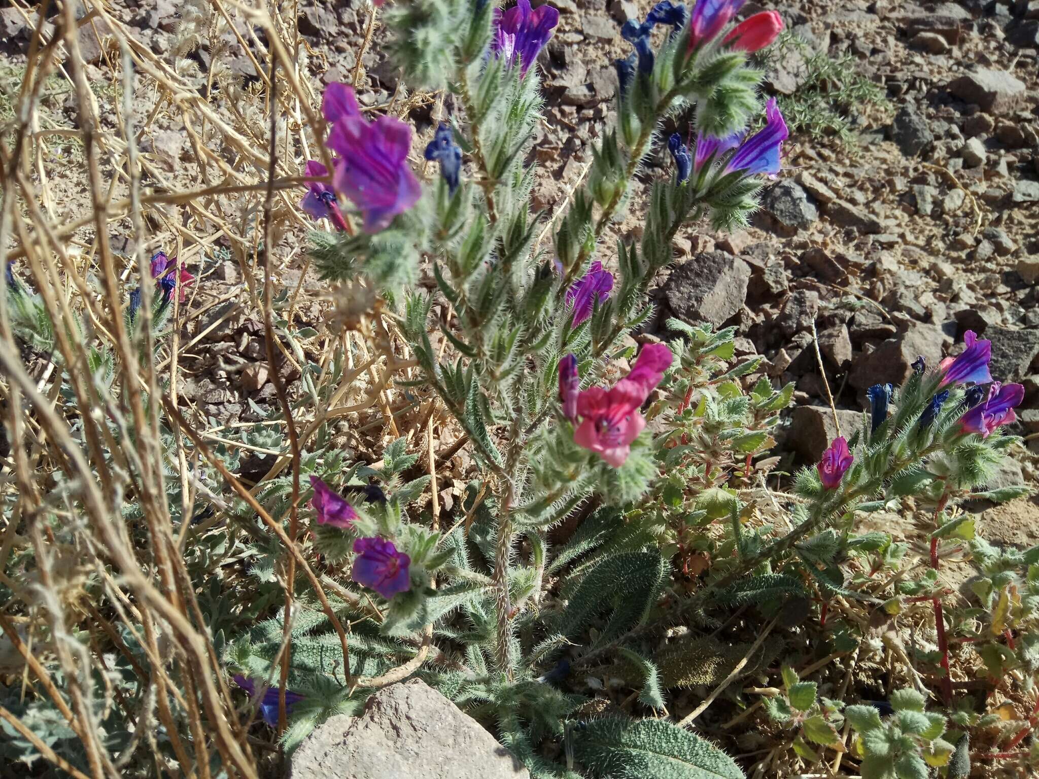 Image of Echium rauwolfii Del.