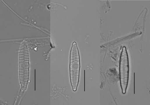 Plancia ëd Fragilaria vaucheriae