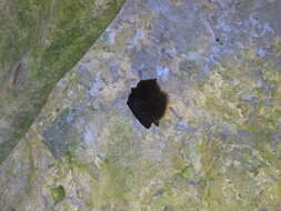 Image of Formosan Woolly Horseshoe Bat