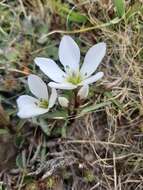 Image of Gentianella serotina (Cockayne) T. N. Ho & S. W. Liu