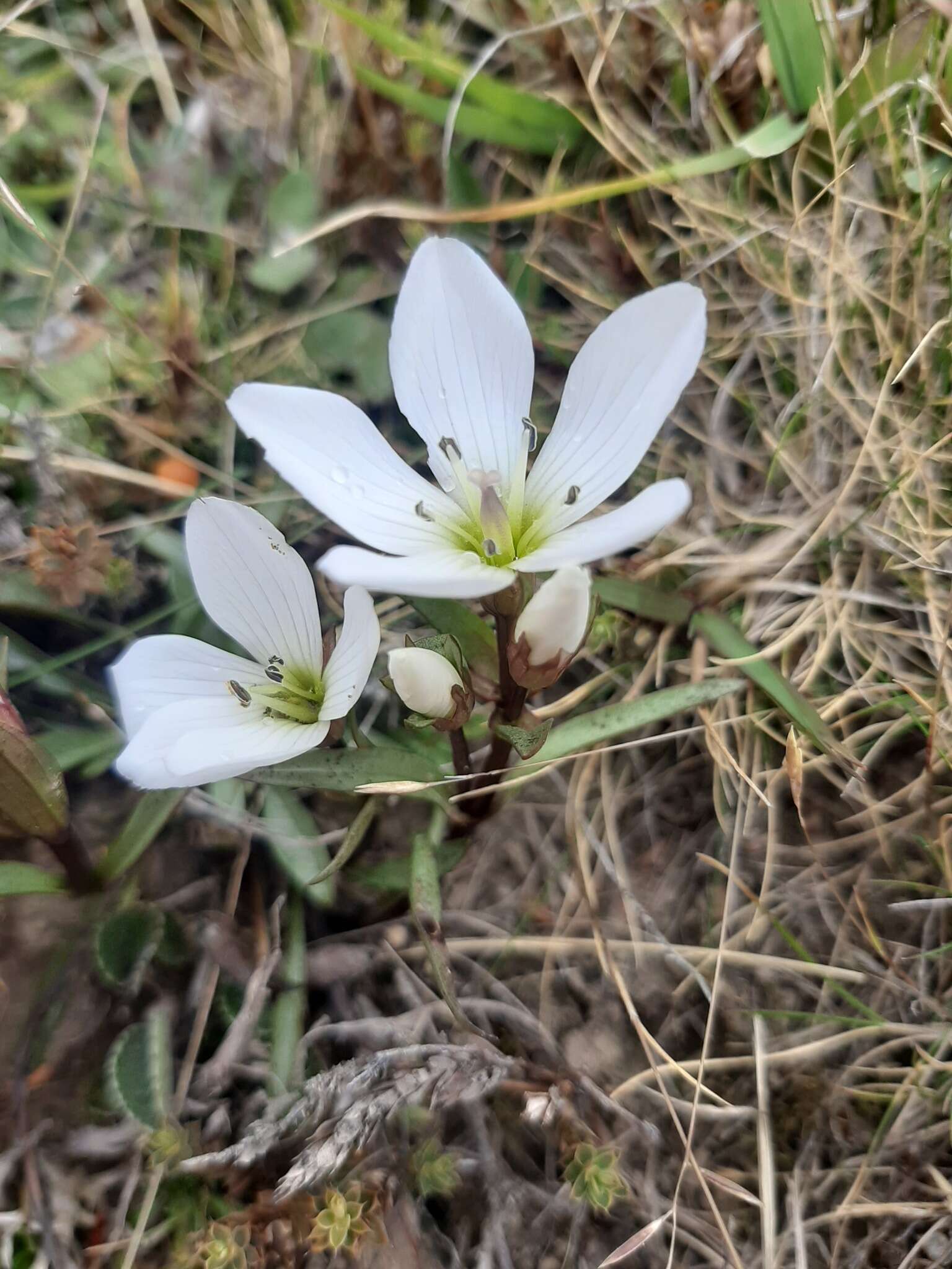 Image of Gentianella serotina (Cockayne) T. N. Ho & S. W. Liu