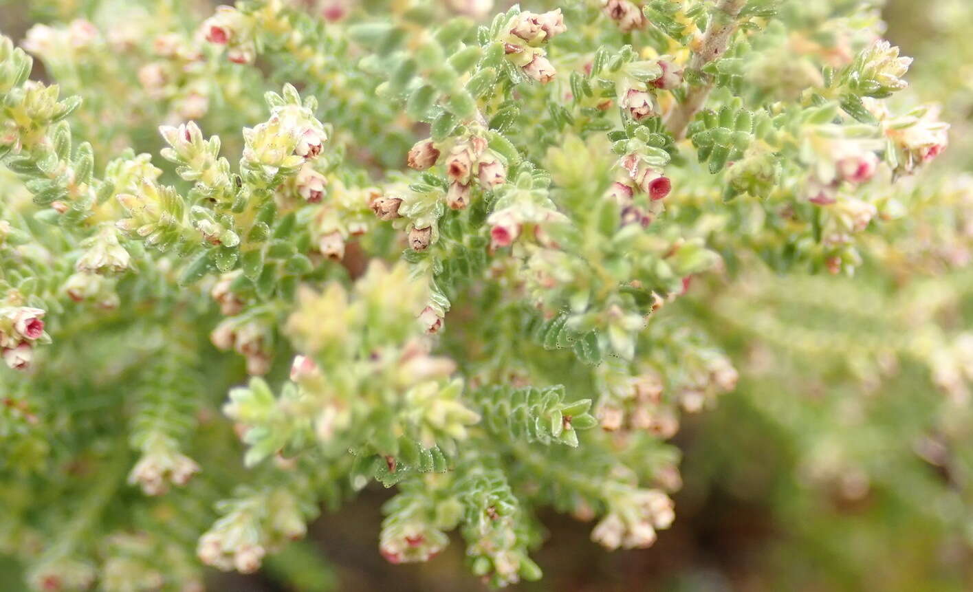 Image of Erica serrata Thunb.