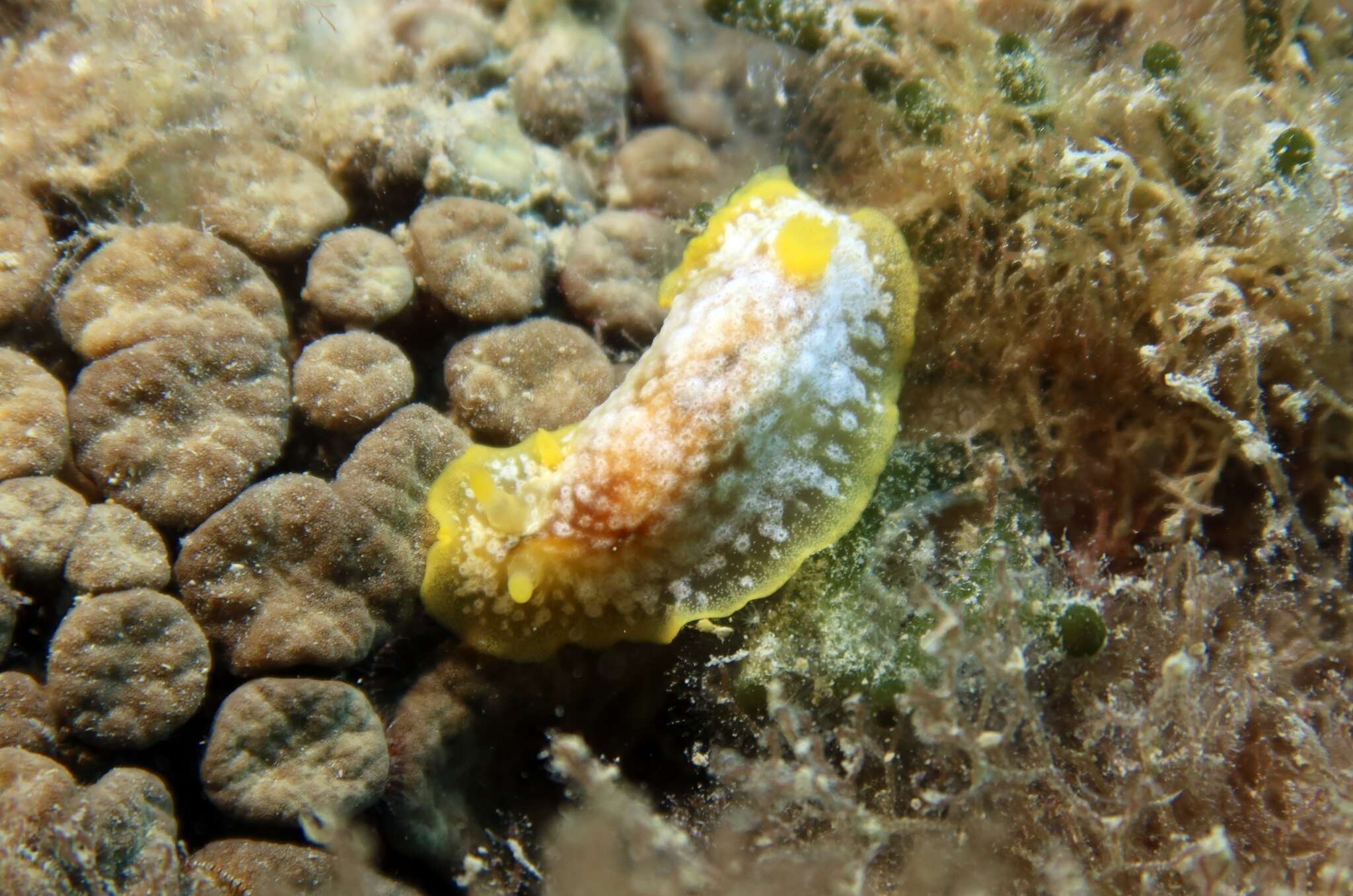 Image of Doriopsilla areolata Bergh 1880