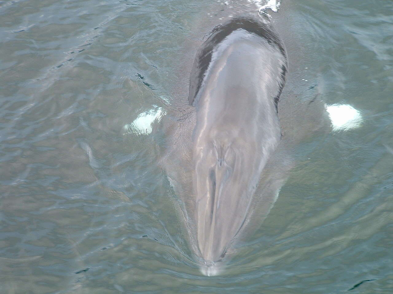 Image de Baleinoptère à museau pointu