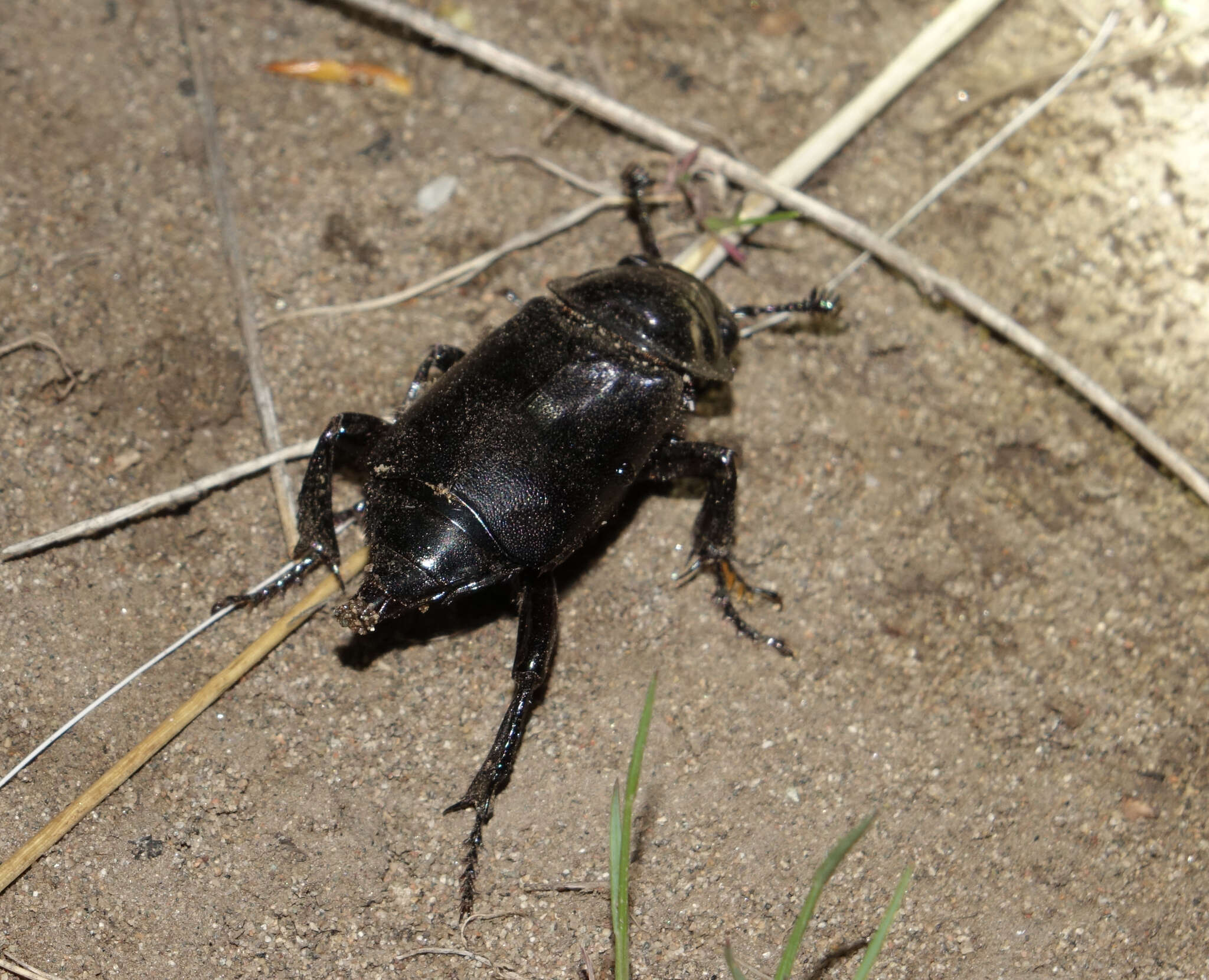 Nicrophorus (Nicrophorus) morio (Gebler 1817) resmi