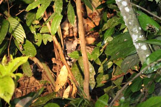 Image of Oriental Civet