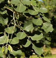 صورة Pterocarpus rotundifolius subsp. rotundifolius