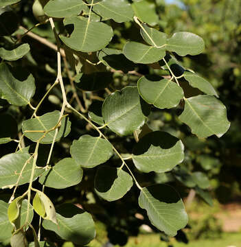 Imagem de Pterocarpus rotundifolius subsp. rotundifolius