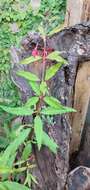 Image of Fuchsia regia subsp. reitzii P. E. Berry