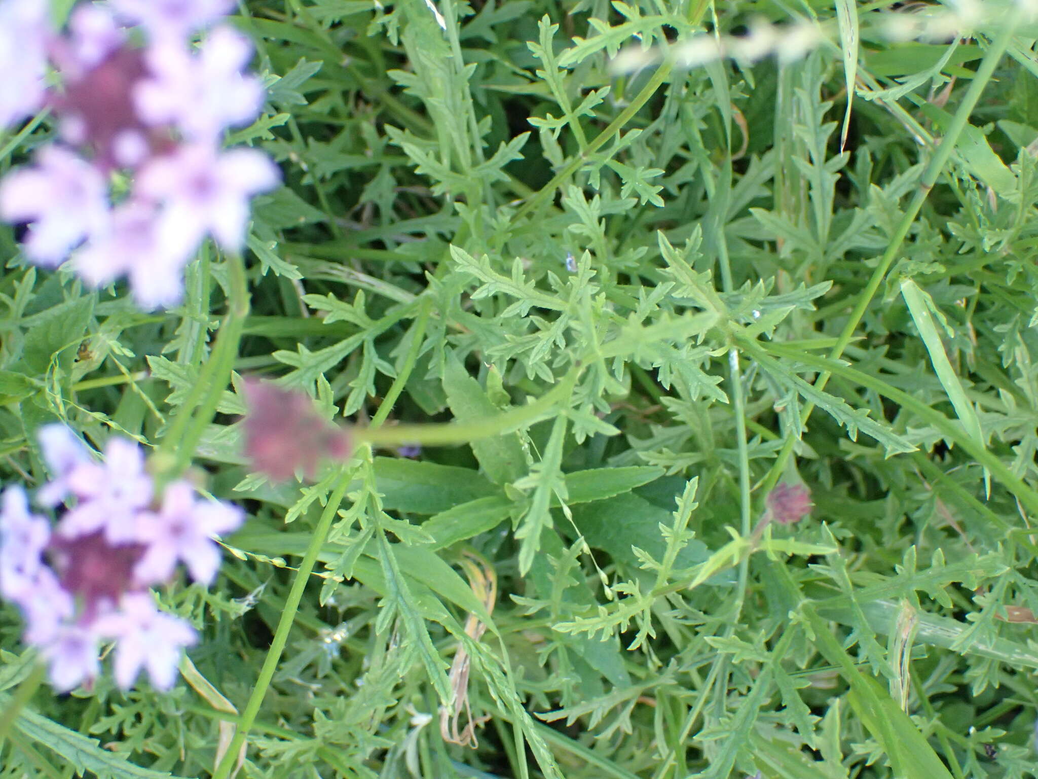 Sivun Glandularia lilacina (Greene) Umber kuva