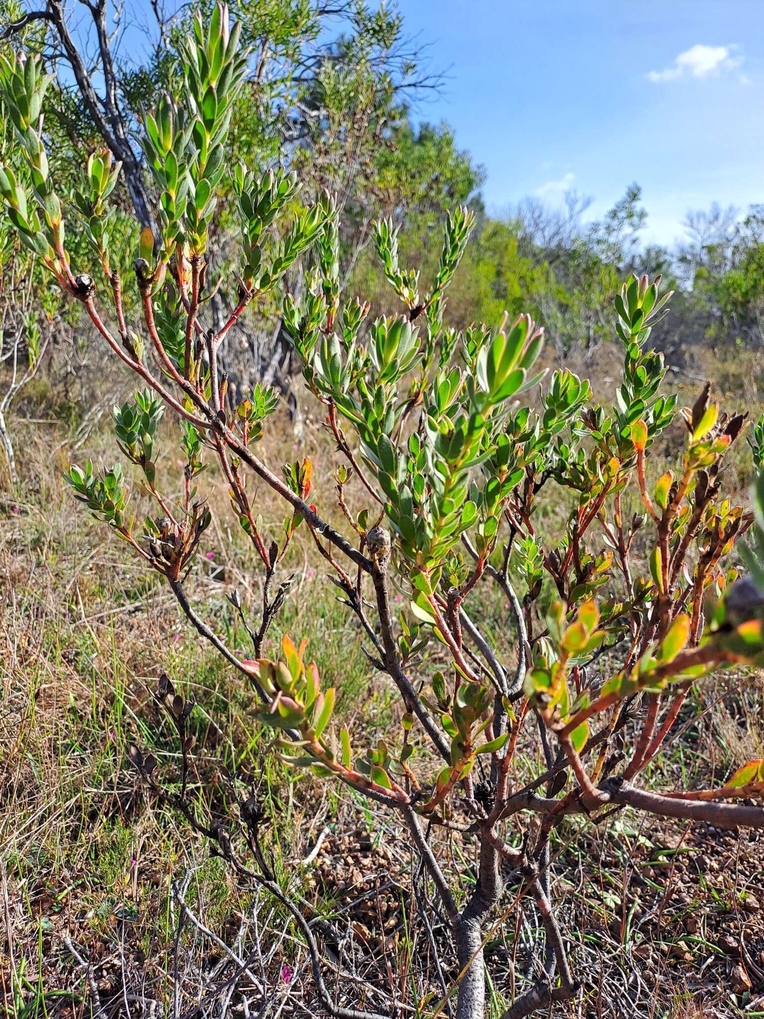 Image of Leucadendron stelligerum I. Williams