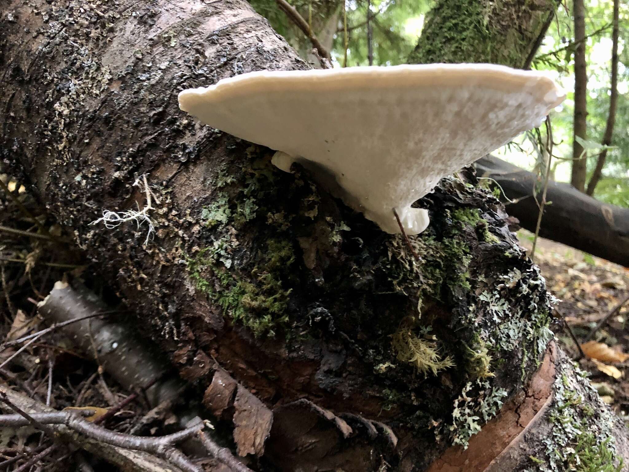 Imagem de Trametes elegans (Spreng.) Fr. 1838