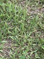 Image of Japanese Zoysiagrass