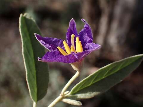 Image of Solanum esuriale Lindl.