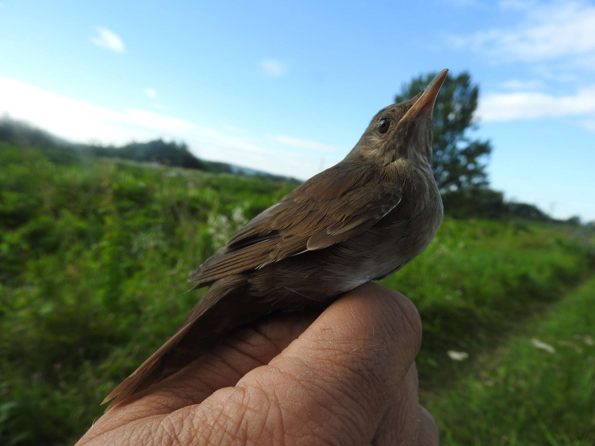 Слика од Locustella fluviatilis (Wolf 1810)