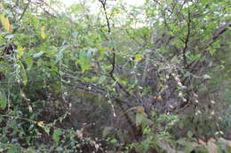 Image of anglestem Indian mallow