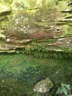 Image of Appalachian Fern