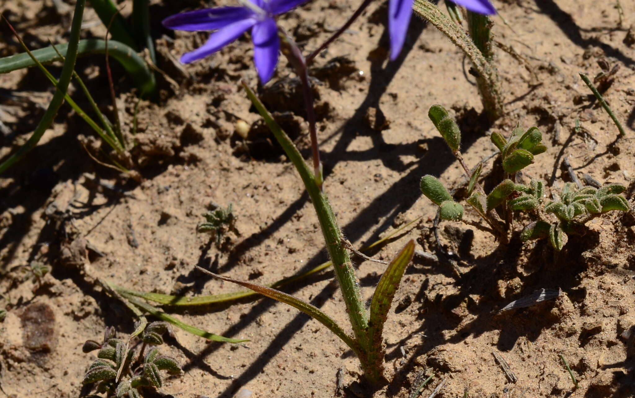 Hesperantha pilosa (L. fil.) Ker Gawl.的圖片