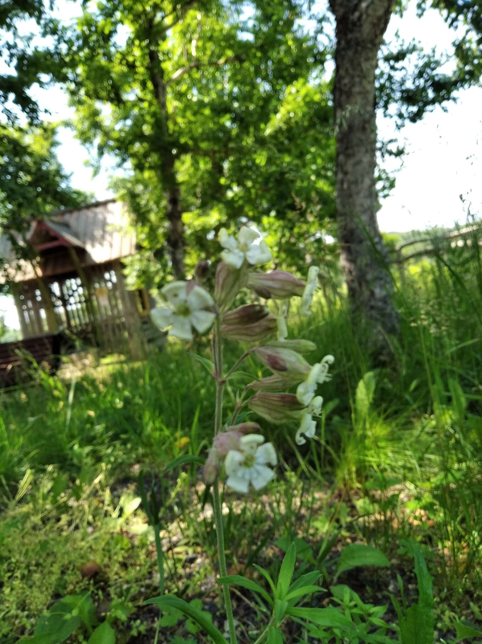 Image of pink campion