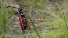 Image of Zygaena cynarae Esper 1789