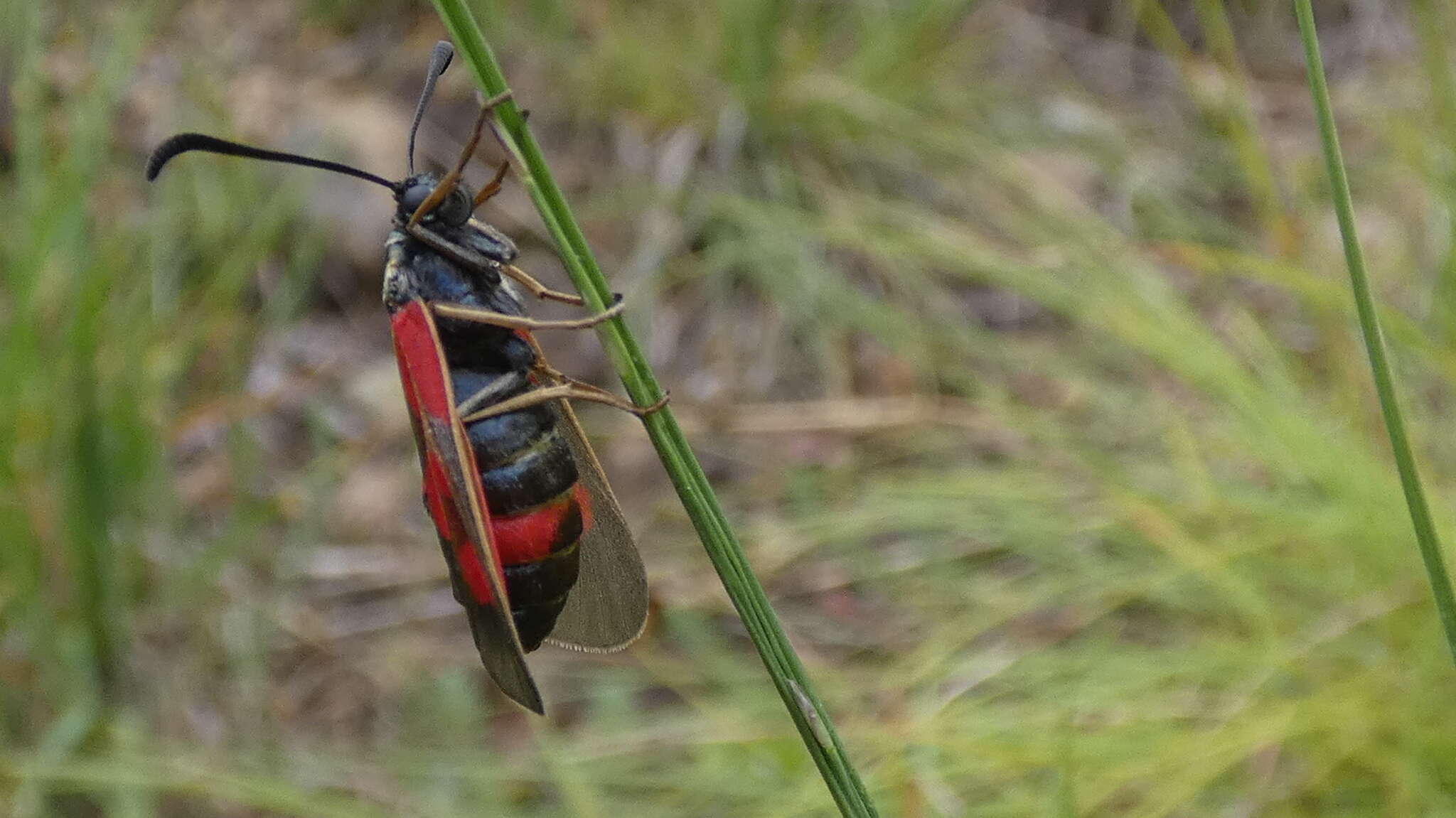 Image of Zygaena cynarae Esper 1789