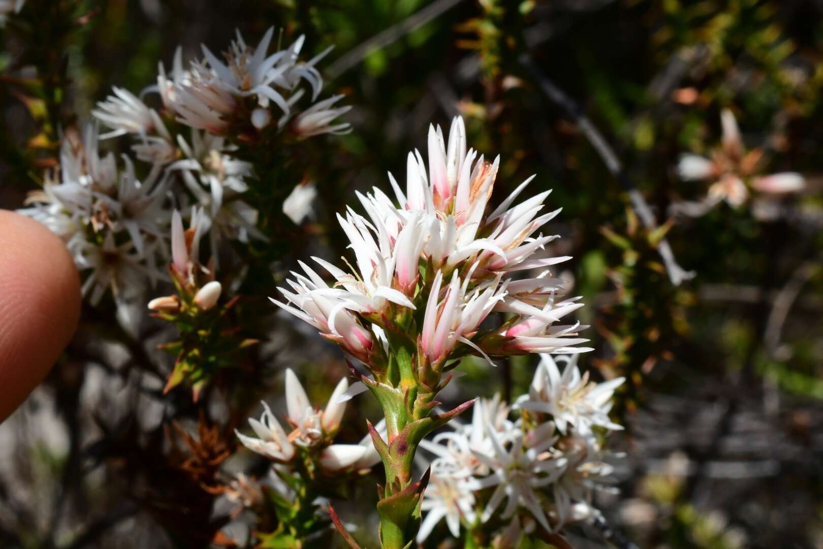 Image of Sprengelia incarnata Sm.