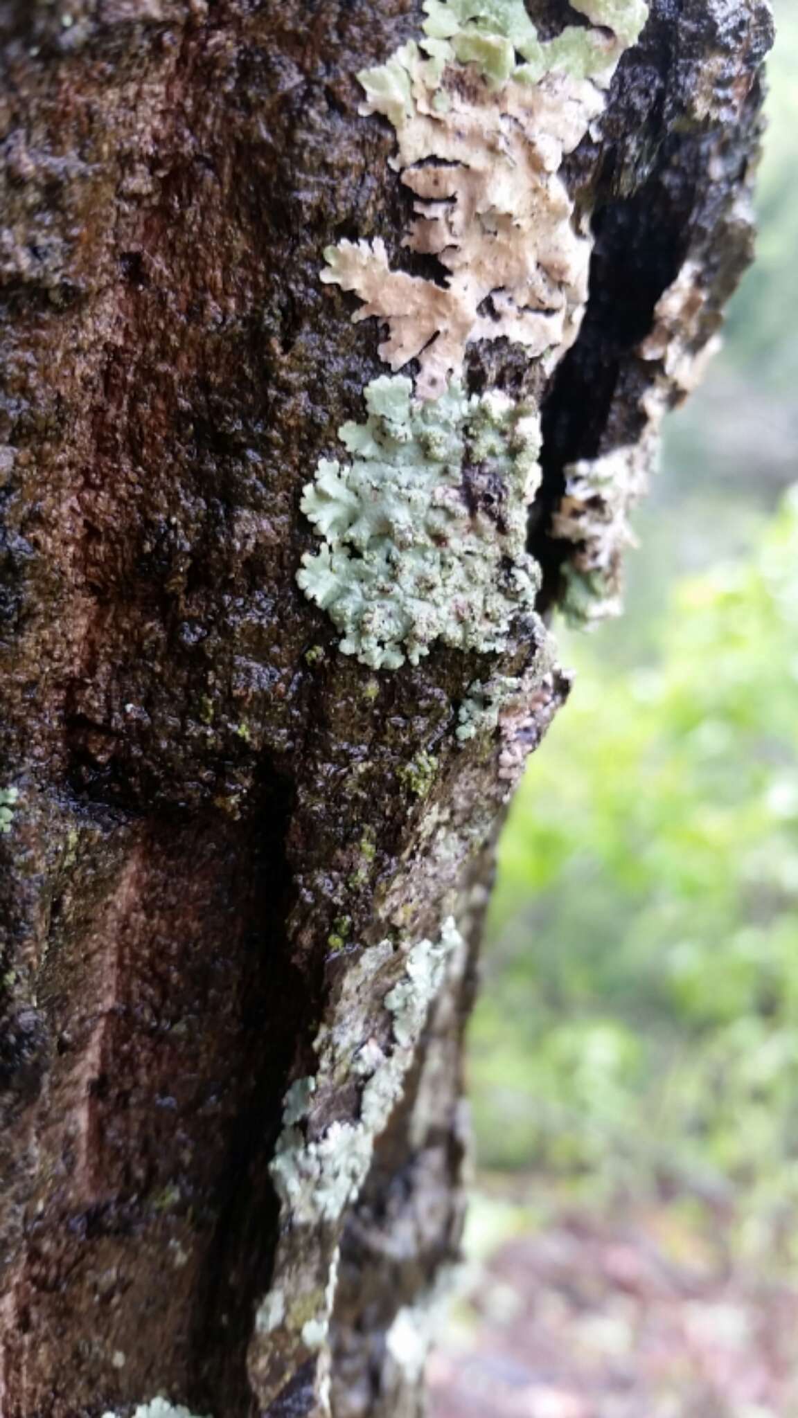 Image of Showman's hypotrachyna lichen