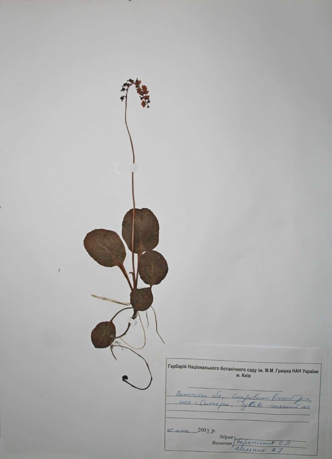 Image of Pyrola media Sw.