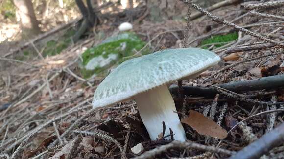 Image of Russula virescens (Schaeff.) Fr. 1836