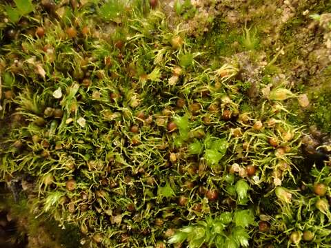 Image of serrate ephemerum moss