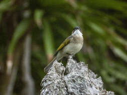 Image of Pycnonotus sinensis hainanus (Swinhoe 1870)