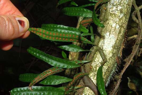 Image de Microgramma mauritiana (Willd.) Tard.