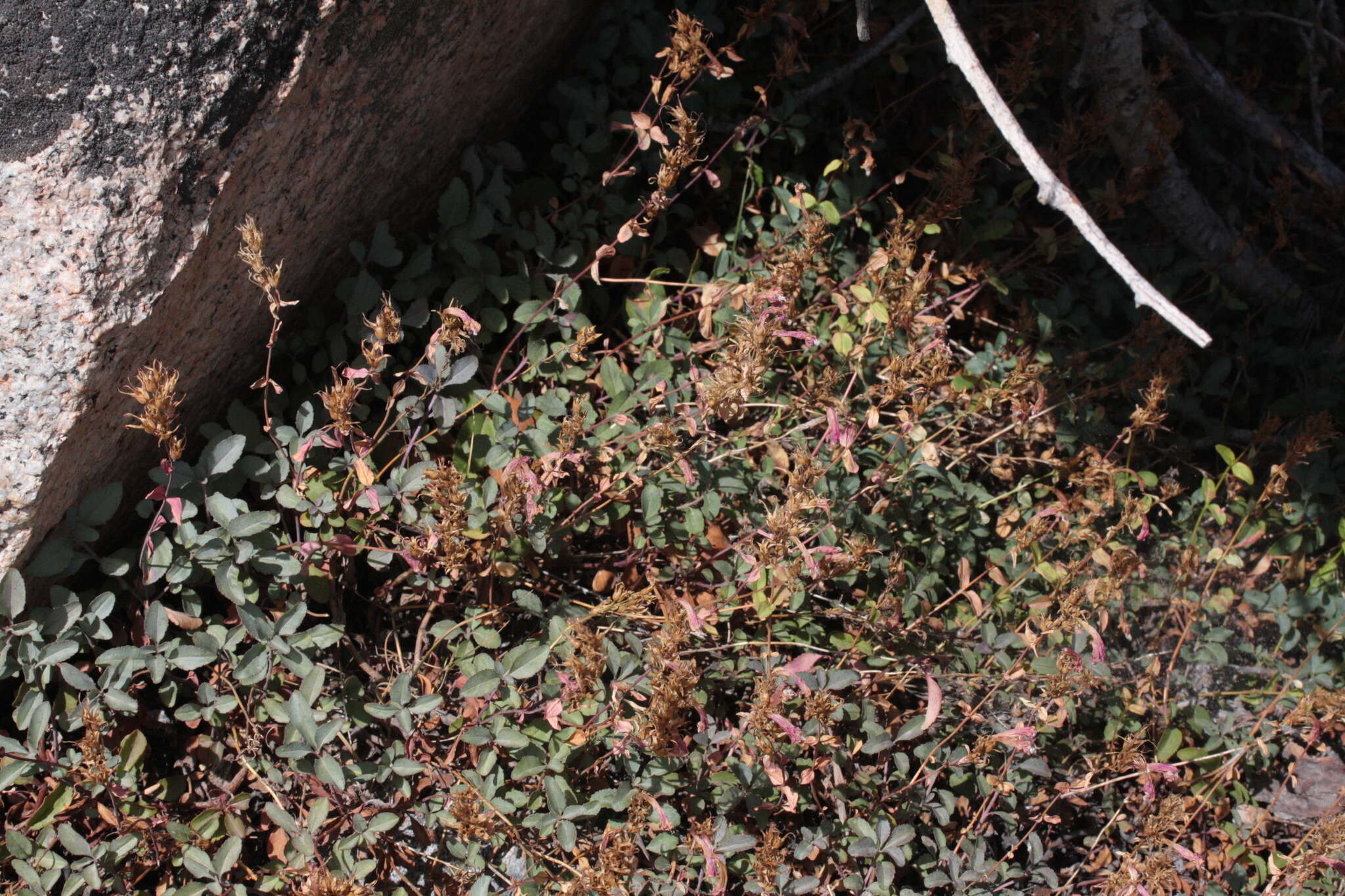 Слика од Penstemon newberryi Gray