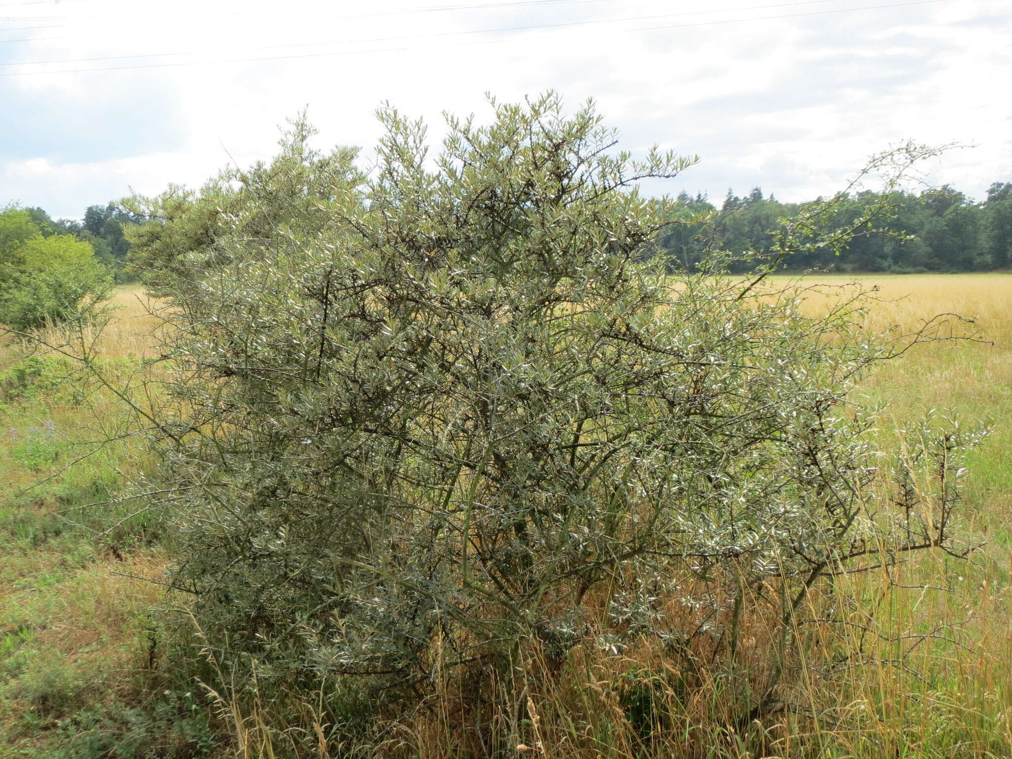 Imagem de Hippophae rhamnoides L.