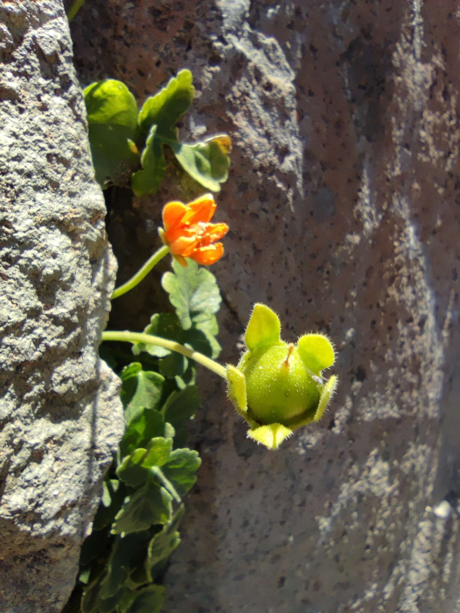 Image of Grausa lateritia (Gillies ex Arn.) Weigend & R. H. Acuña