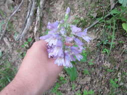 Penstemon canescens (Britt.) Britt. resmi