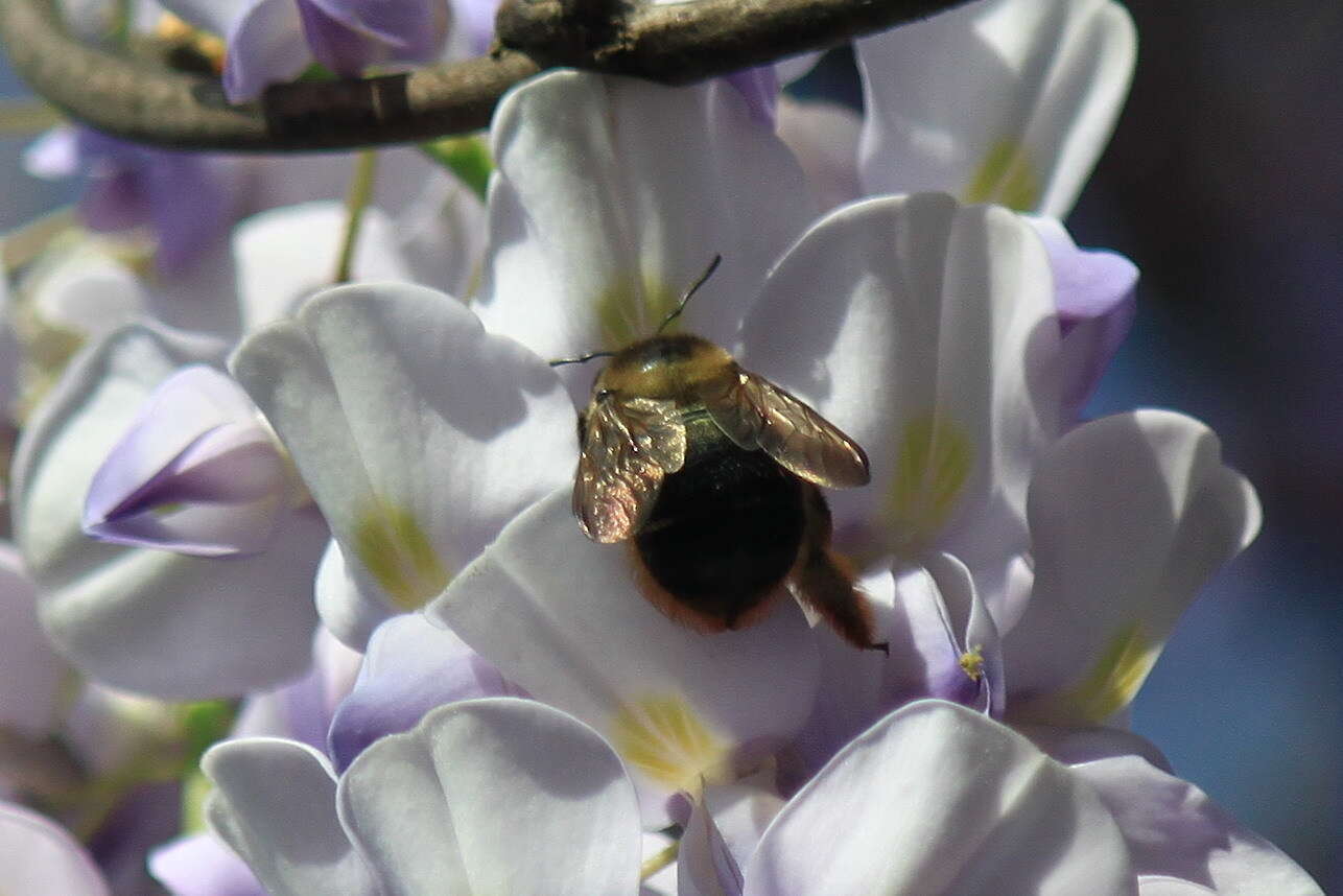 Image of Xylocopa chinensis Friese 1911