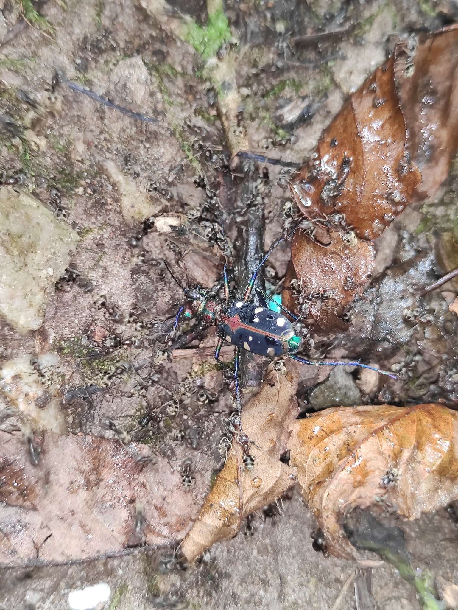 Image of Cicindela (Cosmodela) separata Fleutiaux 1894