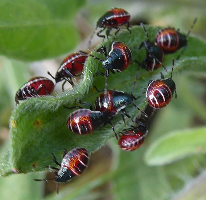 Image of Apateticus (Apateticus) marginiventris (Stål 1870)