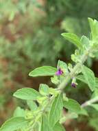 Image of Endostemon tereticaulis (Poir.) M. R. Ashby