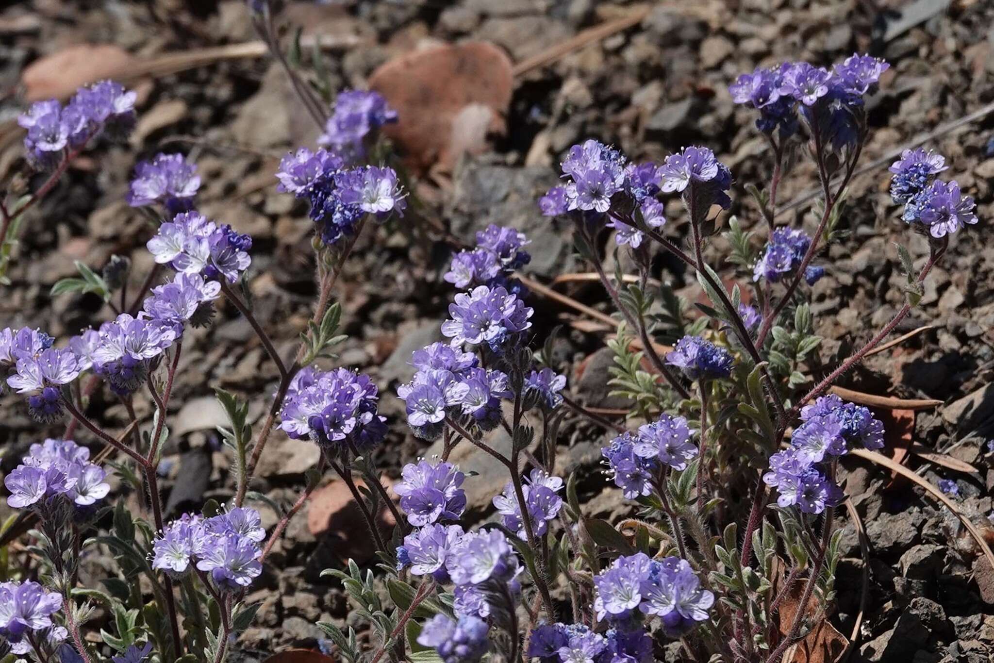 Imagem de Phacelia breweri A. Gray