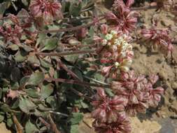 Image of sulphur-flower buckwheat