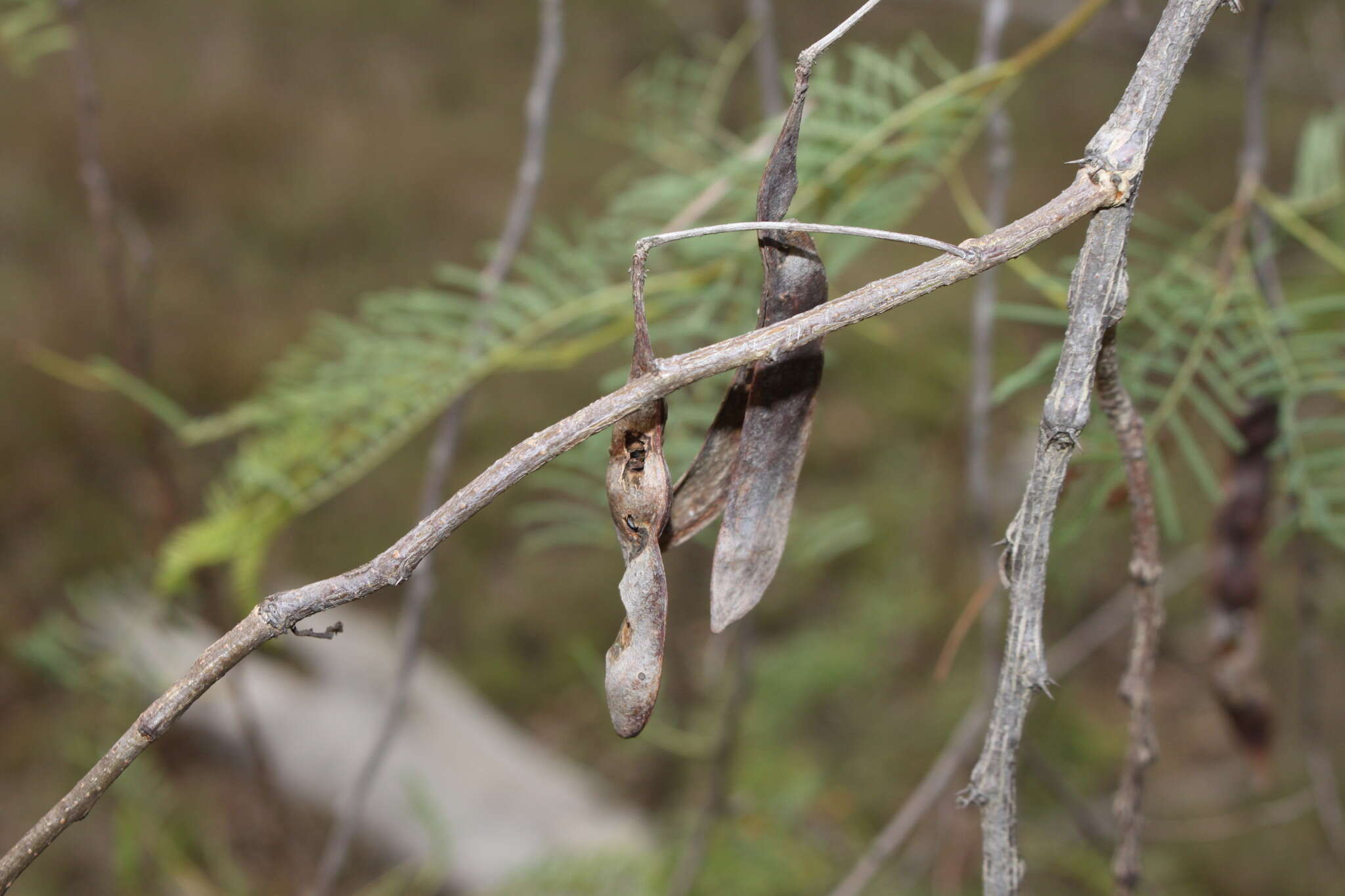 Слика од Vachellia bidwillii (Benth.) Kodela