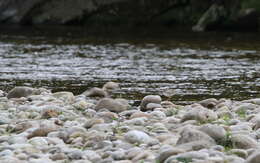 Charadrius placidus Gray, JE, Gray & GR 1863 resmi