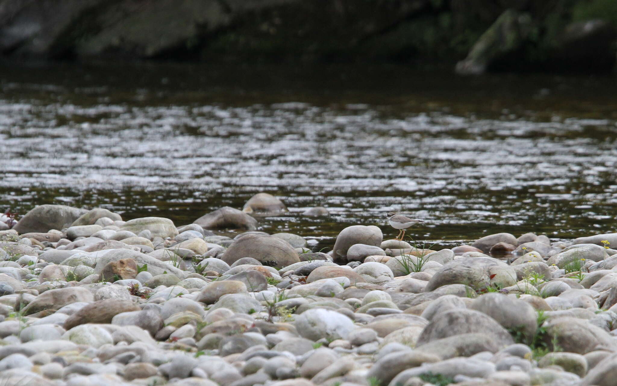 Charadrius placidus Gray, JE, Gray & GR 1863 resmi