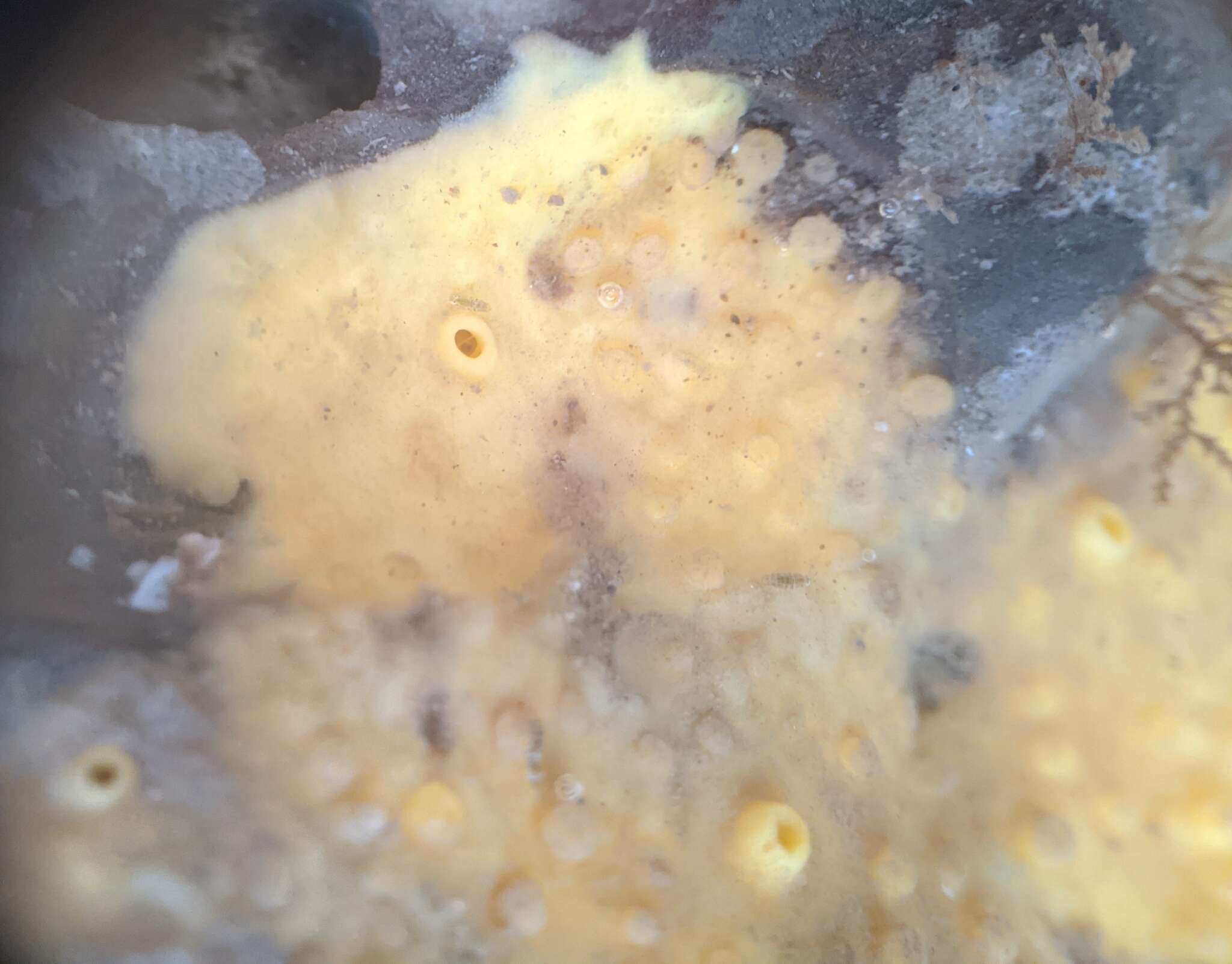 Image of California boring horny sponge