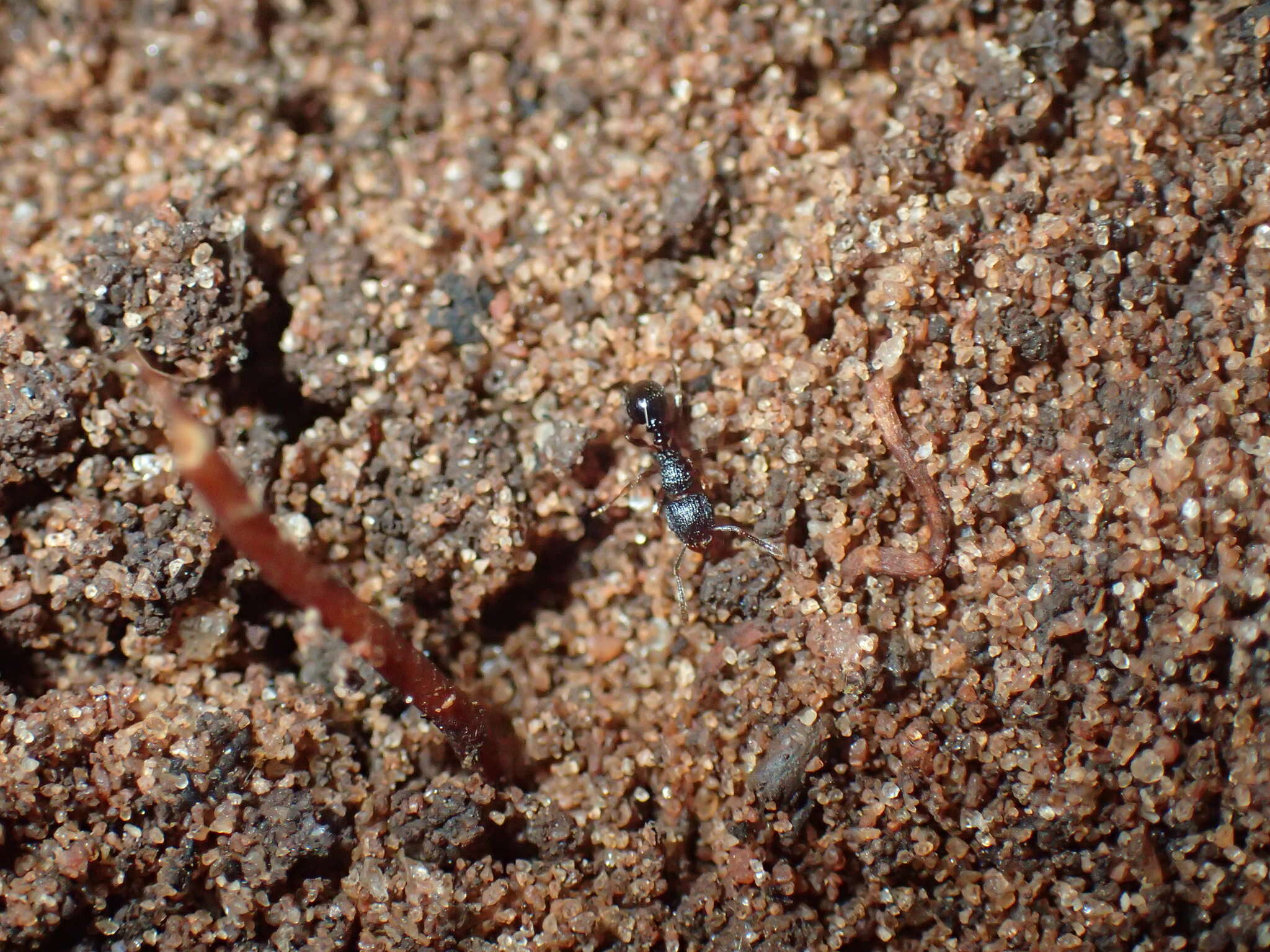 Image of Tetramorium erectum Emery 1895