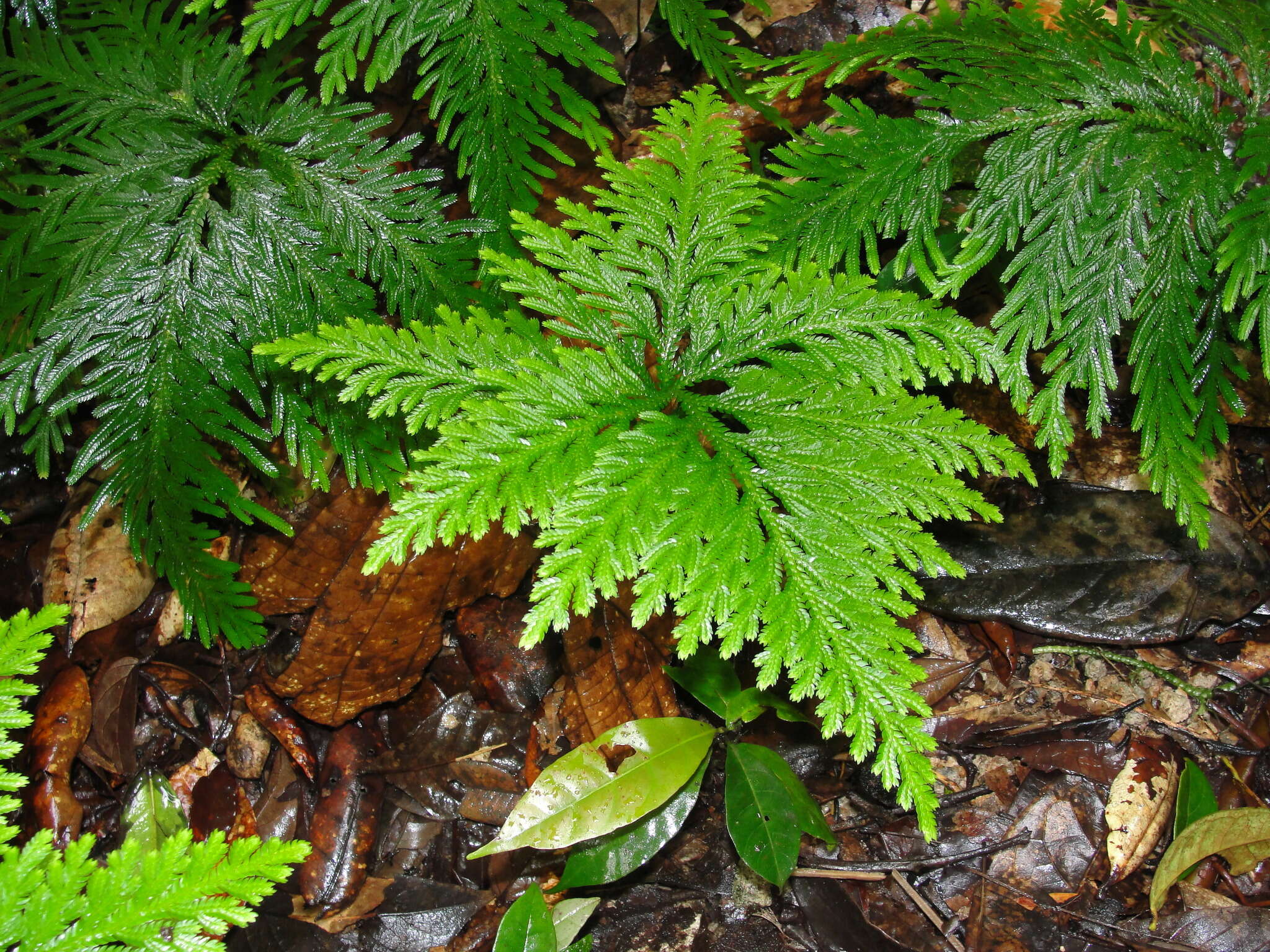 Image of fan spikemoss