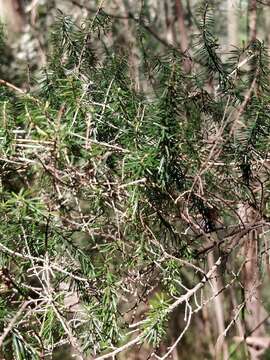 Imagem de Erica platycodon subsp. maderincola (D. C. Mc Clint.) Rivas Mart., Capelo, J. C. Costa, Lousã, Fontinha, R. Jardim & M. Seq.